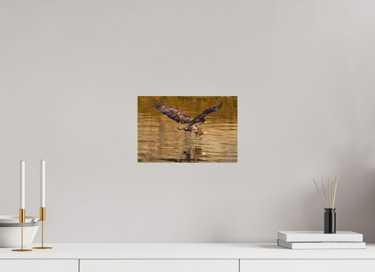 30 x 20 cm, Druck auf Holz Sea Eagle 3