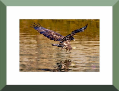 Main image Sea Eagle 3