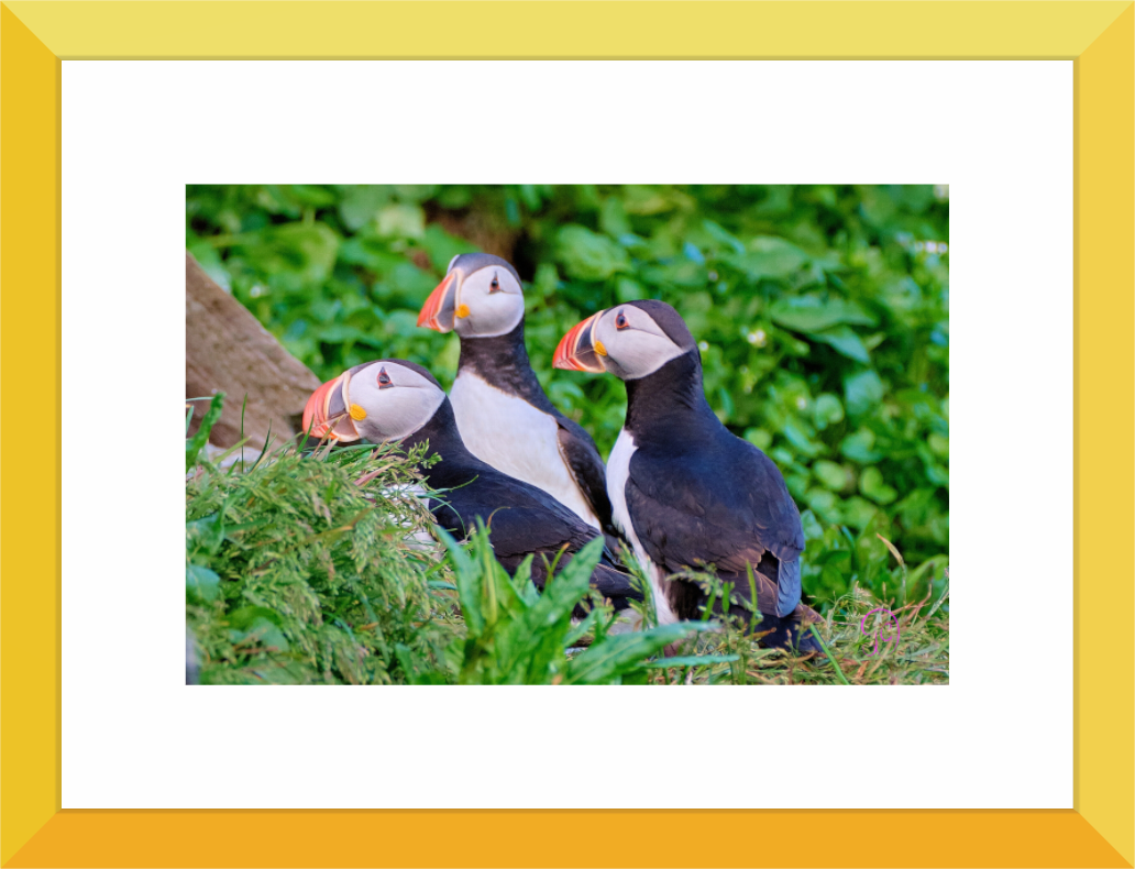 Main image Puffins 3