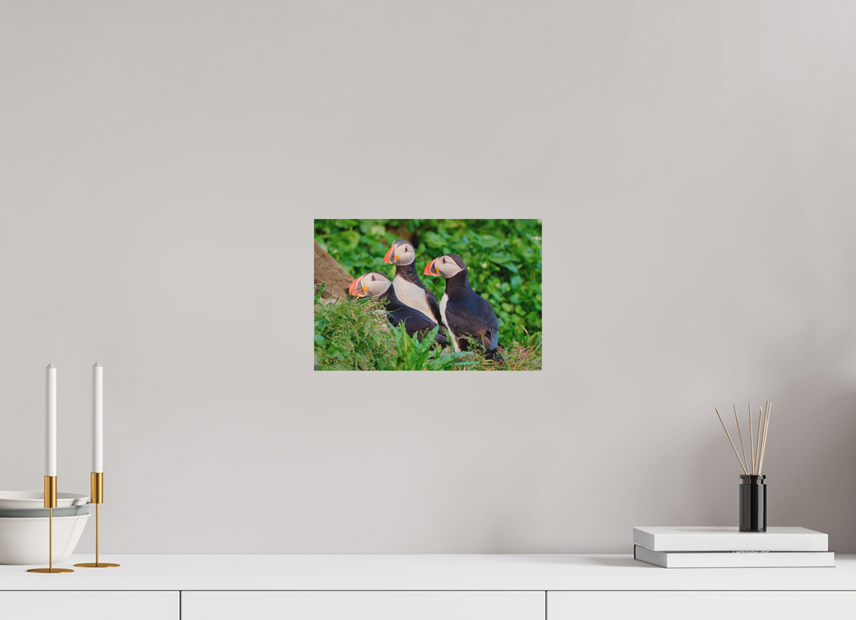 30 x 20 cm, Druck auf Holz Puffins 3