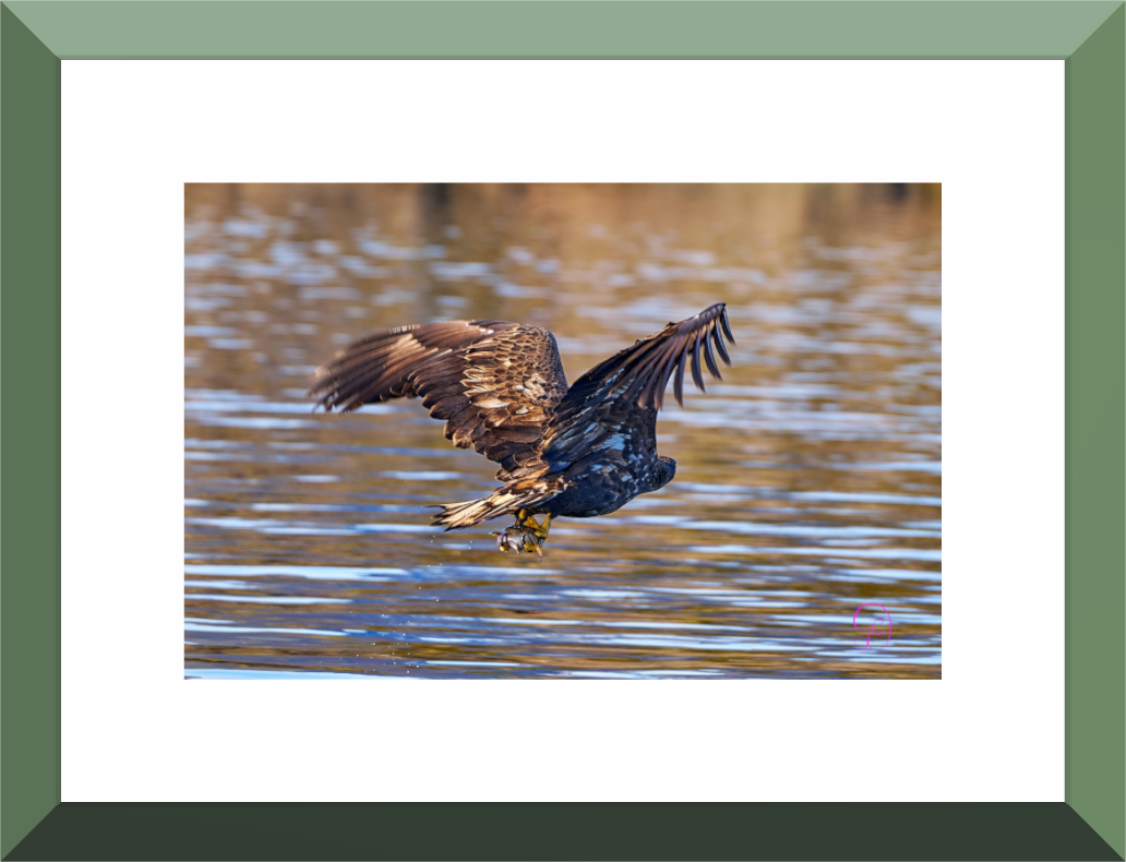 Main image Sea Eagle 1