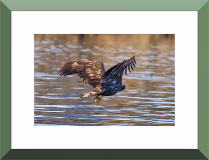 Main image Sea Eagle 1
